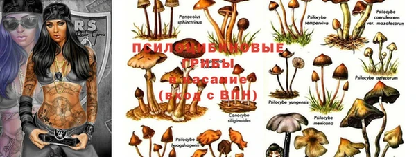 СК Аркадак